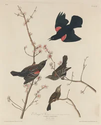 Estorninho de asas vermelhas, 1829.