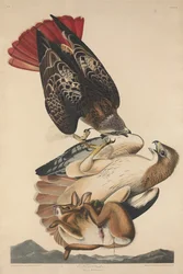 Bútio-de-cauda-vermelha, 1829.