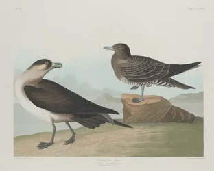Jager de Richardson, 1835.