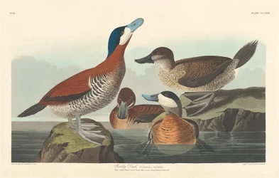 Pato Ruddy, 1836.