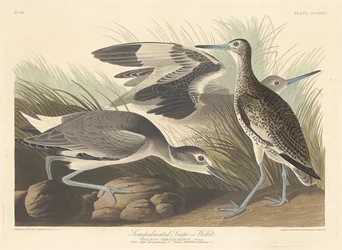 Narceja ou Willet semi-palmado, 1835.