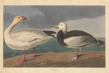 Ganso da Neve, 1837.