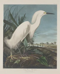 Garça-branca, ou Garça-branca, 1835.