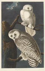 Coruja das Neves, 1831.
