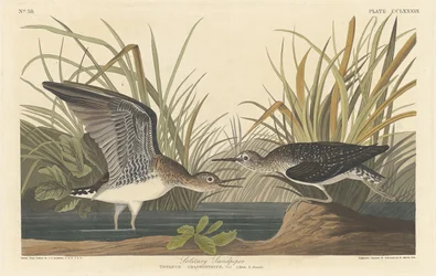 Maçarico solitário, 1836.