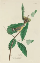 A toutinegra de Swainson, 1828.