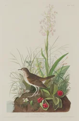 Tordo Tawny, 1833.