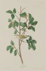 Toutinegra do Tennessee, 1832.