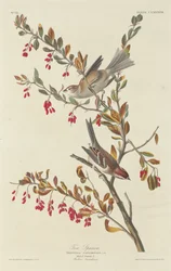 Pardal de Árvore, 1834.