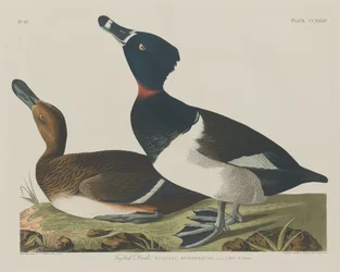 Pato Tufado, 1834.