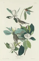 Papa-moscas Warbling, 1831.