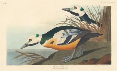 Pato Ocidental, 1838.
