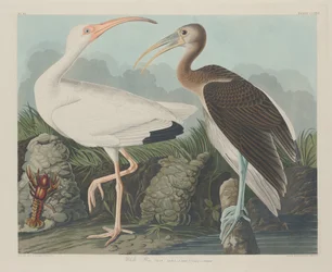 Íbis Branco, 1834.