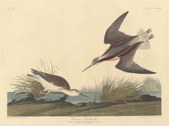 Falaropo de Wilson, 1835.