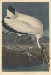 Wood Íbis, 1834.