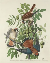 Gavião Americano