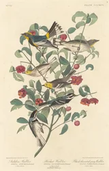 Toutinegra de Audubon, Toutinegra Eremita e Toutinegra Cinzenta-de-garganta-preta