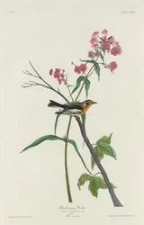 Toutinegra Blackburnian