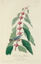 Toutinegra azul-verde