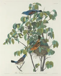 Bicudo Azul