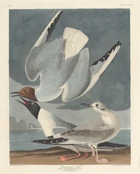 Gaivota Bonapartiana