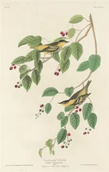 Toutinegra carbonatada