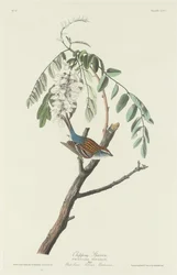 Pardal Lascar