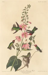 colibri colombiano