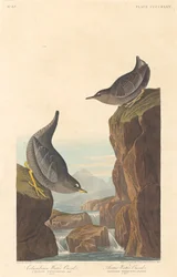 Columbian Water Ouzel e Arctic Water Ouzel