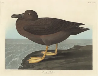 Albatroz Escuro