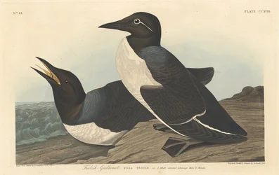 Guillemot Tolo