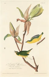 Toutinegra de Kentucky