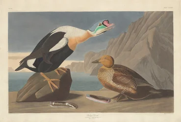 Pato Rei