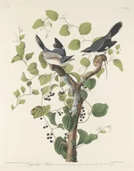 Picanão Cabeçuda