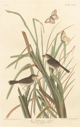 Finch de MacGillivray