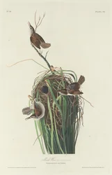 Carriça do pântano