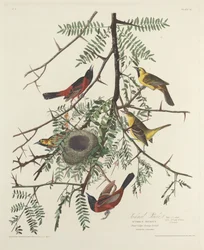 Pomar Oriole