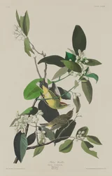 Palmeira