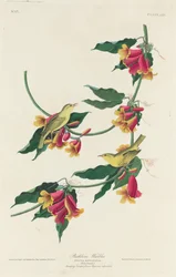 Toutinegra Rathbone