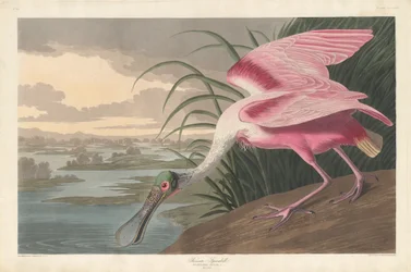 Colhereiro Rosado