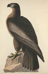 O pássaro de Washington ou Great American Sea Eagle