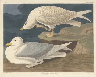 Gaivota prateada de asas brancas