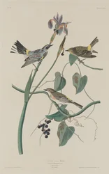 Toutinegra-de-coroa-amarela