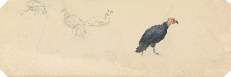 Estudos de uma Turquia