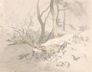 Sombra da floresta
