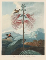 O Templo da Flora, ou Jardim da Natureza: Grande Planta Sensível à Floração, 1799-1807.