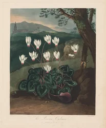 O Templo da Flora, ou Jardim da Natureza: O Ciclâmen Persa