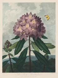 O Templo da Flora, ou Jardim da Natureza: O Rododendro Pontic, 1799-1807.