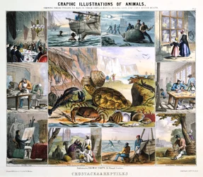 Crustáceos e répteis, c1850