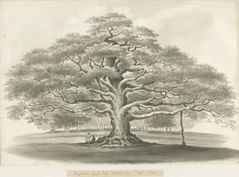 Blithfield - Bagot "s Oak: esboço em sépia, 1833
